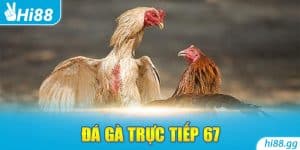 Đá Gà Trực Tiếp 67 - Nơi Cùng Kê Thủ Thỏa Mãn Đam Mê