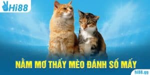 Nằm Mơ Thấy Mèo Đánh Số Mấy? Giải Đáp Ý Nghĩa Tương Lai