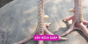vay-kich-giap